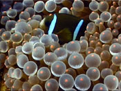 Barrier Reef Anemone Fish