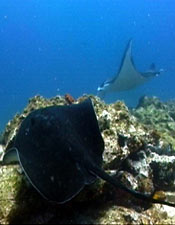 Manta Ray with Bull Ray
