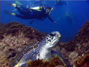 Green Turtle with diver