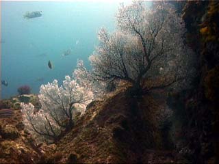 http://www.planula.com.au/dive/uwphoto2002/large/fancoral.jpg