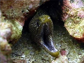 Abbott's Moray Eel at Julian Rocks, Byron Bay