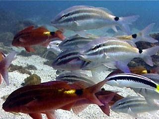 Black-spot Goatfish at Julian Rocksm Byron Bay