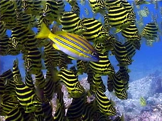 Bluestripe Seaperch or Blue-stripe Snapper at Julian Rocks, Byron Bay