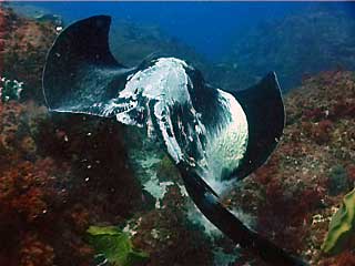 Bull Ray or Smooth Stingray, Dasyatis brevicaudata at Julian Rocks, Byron Bay