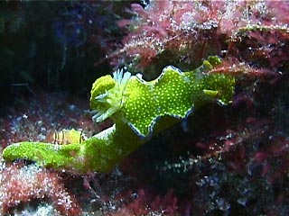 Ceratosoma species at Julian Rocks, Byron Bay