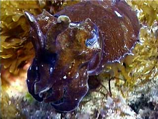 cuttlefish at Julian Rocks, Byron Bay