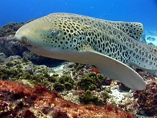 Leopard Shark at Julian Rocks, Byron Bay