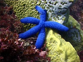 Linckia Laevigata seastar at Julian Rocks, Byron Bay