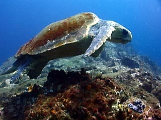 Loggerhead Turtle at Julian Rocks, Byron Bay