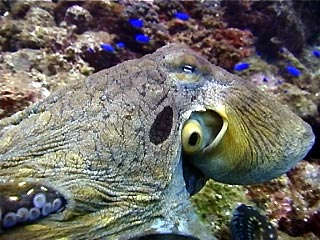 Octopus at Julian Rocks, Byron Bay