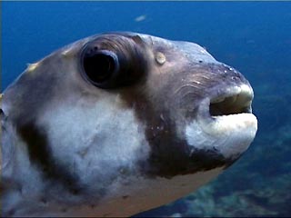 Three-bar Porcupinefish at Julian Rocks, Byron Bay