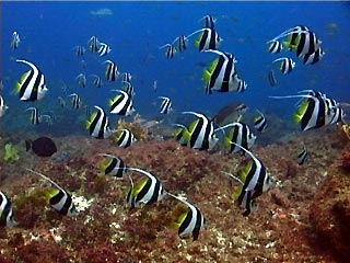 Schooling Bannerfish at Julian ROcks, Byron Bay