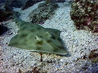 Eastern Shovelnose Ray at Julian Rocks, Byron Bay