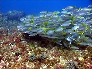 Southern Yellowtail Scad at Julian Rocks, Byron Bay