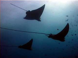 White Spotted Eagleray at Julian Rocks, Byron Bay