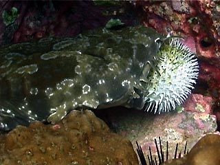 Three-bar Porcupinefish at Julian Rocks, Byron Bay