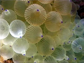 Bulb Tentacle Sea Anemone ( Entacmaea quadricolor)