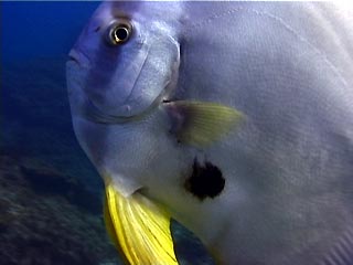 Tall-fin Batfish, Platax teira