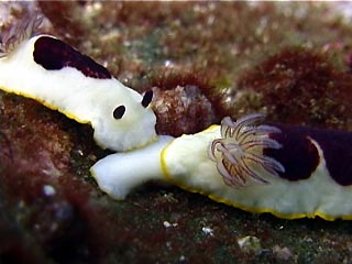 Chromodoris splendida nudibranch
