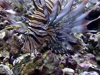 Common Lionfish, Pterois volitans