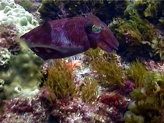 Mourning Cuttlefish, 