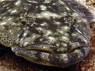 Dusky Flathead, Platycephalus fuscus