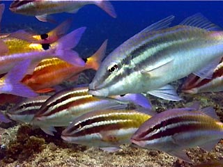 Black-spot Goatfish, Parupeneus signatus