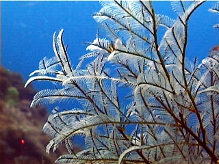 Stinging Hydroid, Macrorhynchia philippina