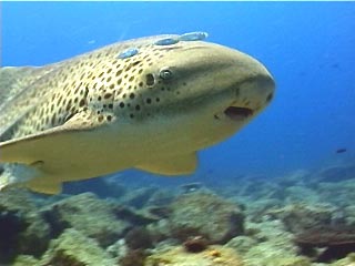 Leopard Shar, Stegastoma fasciatum