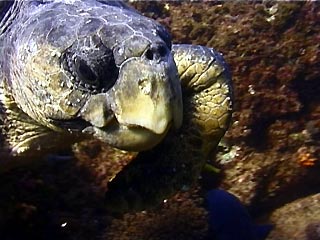 Loggerhead Turtle, Caretta caretta