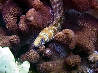 Sieve-patterened Moray Eel, Gymnothorax cribroris