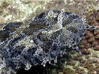 Ornate Wobbegong, Orectolobus ornatus