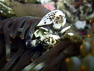 Porcelain Crab, Neopetrolisthes sp.