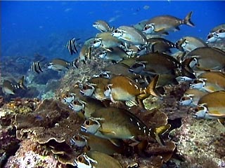 Red Morwong, Cheilodactylus fuscus 