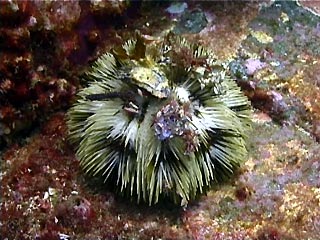 Collecting sea urchin, Pseudoboletia maculata