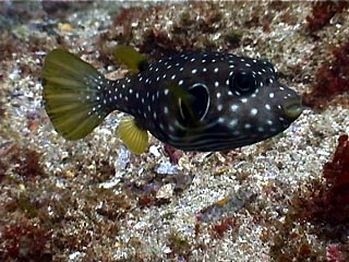 Dusky Flathead, Platycephalus fuscus