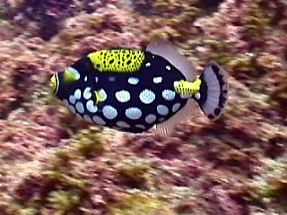 Clown Triggerfish, Balistoides conspicillum