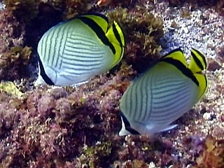 Vagabond Butterflyfish, Chaetodon vagabundus