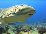 Leopard Shark