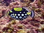 Juvenile Clown Triggerfish