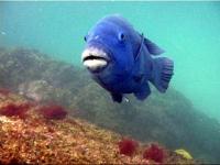 The friendly blue gropers are many divers favourites