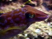 The amazing cuttlefish - always changing colours