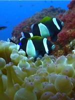 The beautiful dusky anemone fish