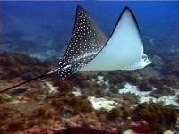 The graceful white-spotted eagle ray