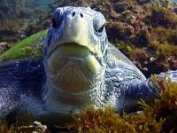 One of our friendly green turtles