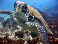 A green turtle comes up to say hello