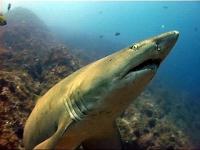 The grey nurse shark - totally harmless and critically endangered