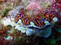 A colourful nudibranch - its gills are on the back