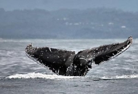 Whale watching in Byron Bay is becoming a very popular activity from June to October