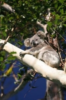 Experience the local wildlife with Byron Bay Wildlife Tours